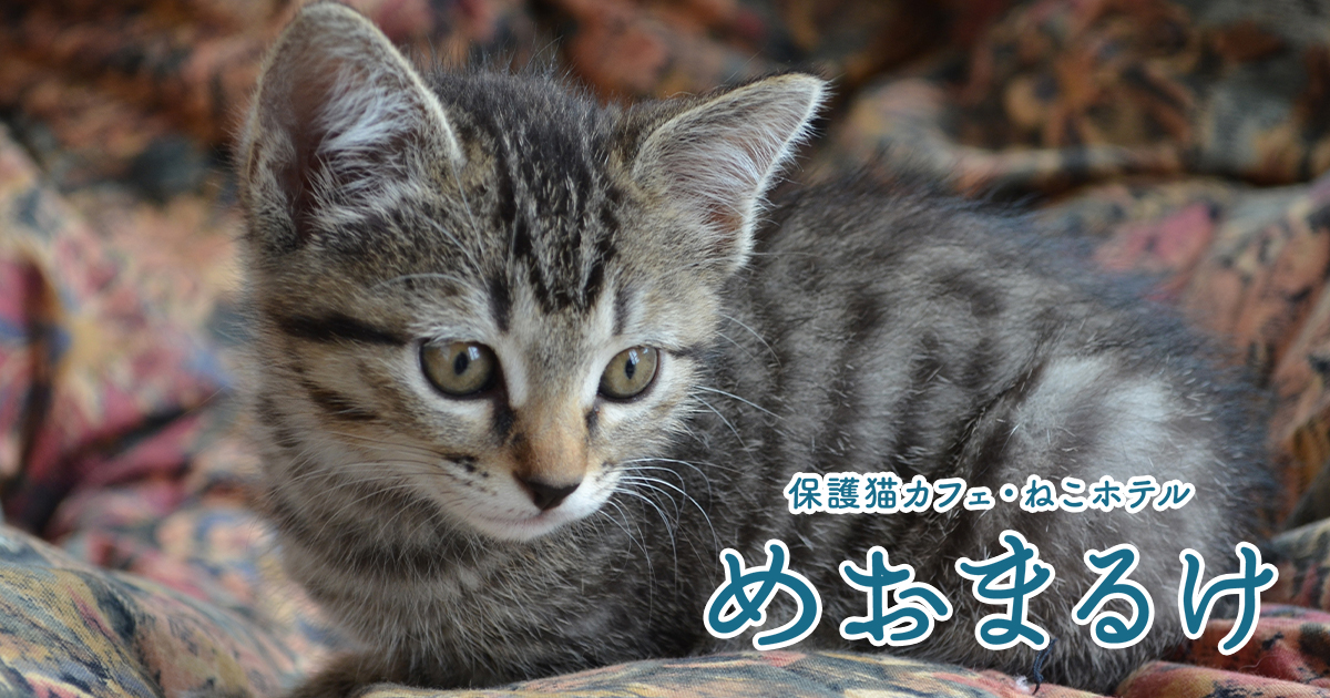 めおまるけ 名古屋市緑区の保護猫カフェ
