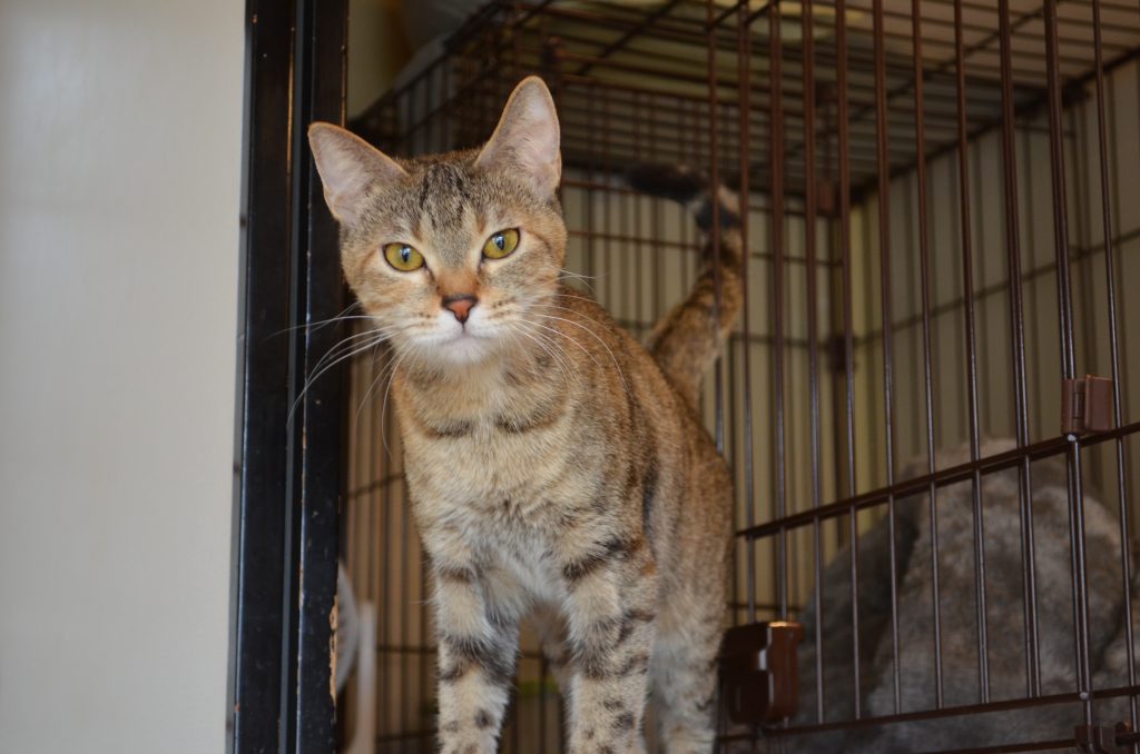 ねこ めおまるけ 名古屋市緑区の保護猫カフェ